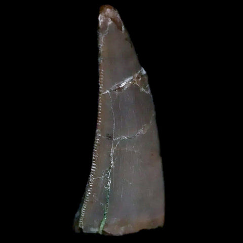 0.5" Postosuchus Rauisuchid Archosaur Fossil Tooth Chinle Formation AZ COA Display - Fossil Age Minerals