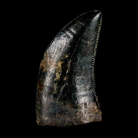 0.5" Dromaeosaurus Raptor Serrated Tooth Fossil Judith River FM MT COA & Display