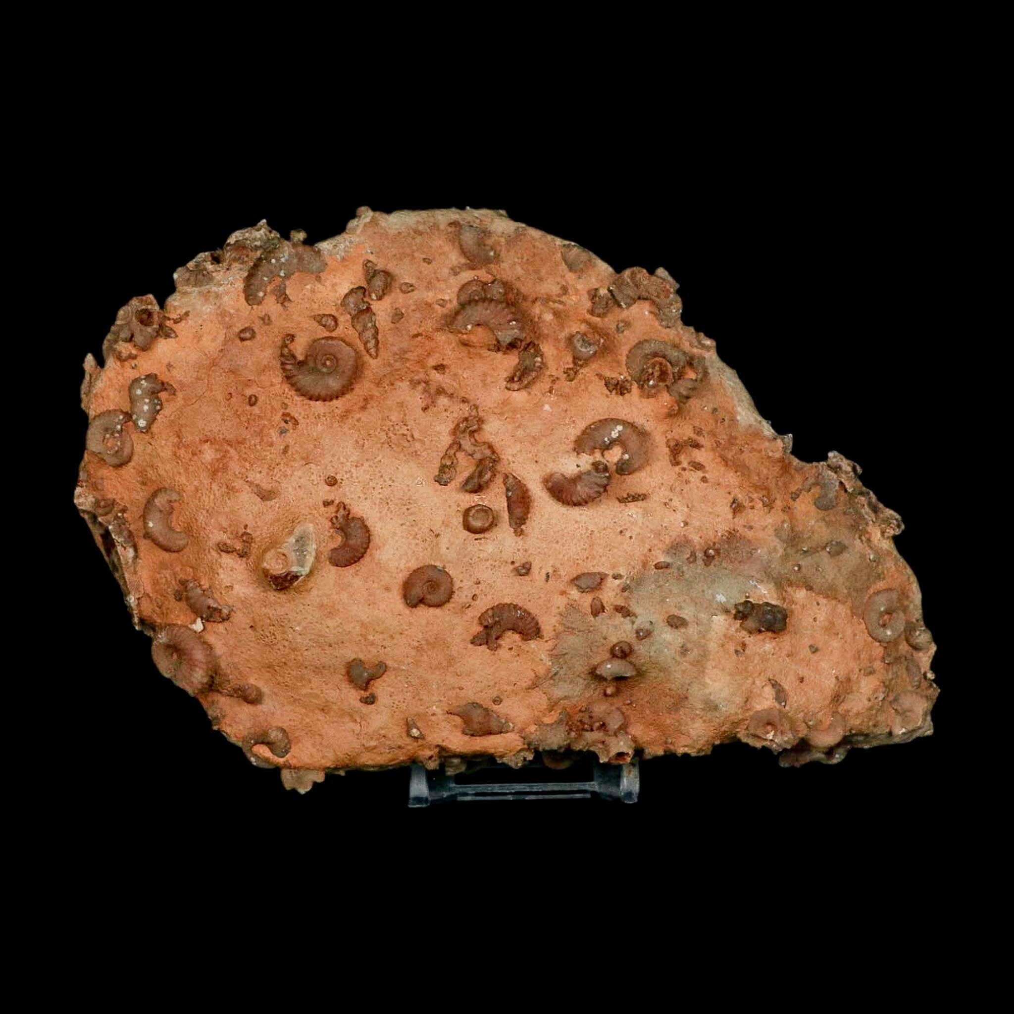 6.2" Ammonite Fossil Mortality Plate Morocco 360 Million Year Old COA Stand - Fossil Age Minerals