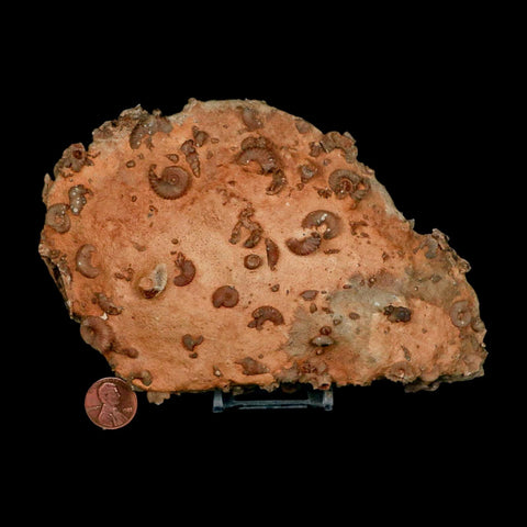 6.2" Ammonite Fossil Mortality Plate Morocco 360 Million Year Old COA Stand - Fossil Age Minerals