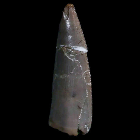 0.5" Postosuchus Rauisuchid Archosaur Fossil Tooth Chinle Formation AZ COA Display - Fossil Age Minerals