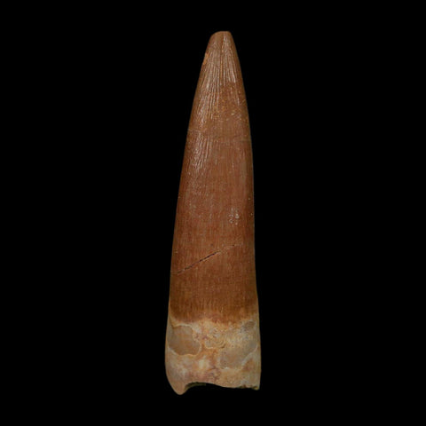 1.8" Plesiosaur Zarafasaura Tooth Fossil Cretaceous Dinosaur Era COA, Stand - Fossil Age Minerals