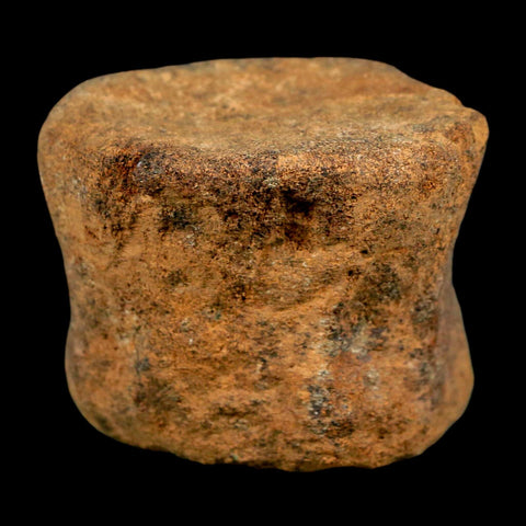 1.9" Ankylosaurus Fossil Vertebrae Hell Creek FM Cretaceous Dinosaur MT COA Stand - Fossil Age Minerals