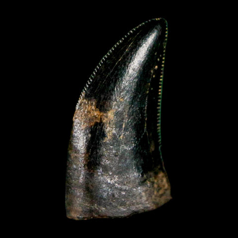 0.5" Dromaeosaurus Raptor Serrated Tooth Fossil Judith River FM MT COA & Display