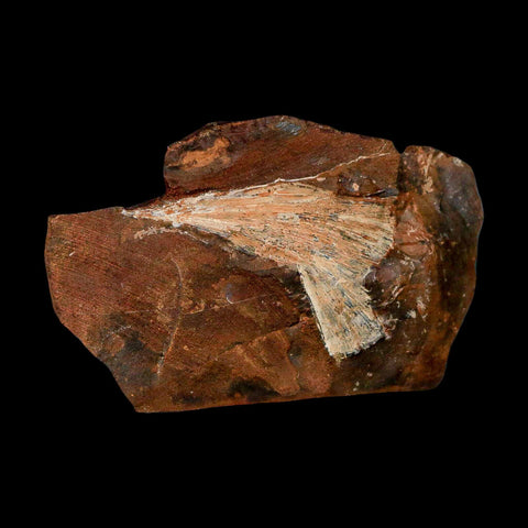 2.4" Detailed Ginkgo Cranei Fossil Plant Leaf Morton County, ND Paleocene Age COA - Fossil Age Minerals