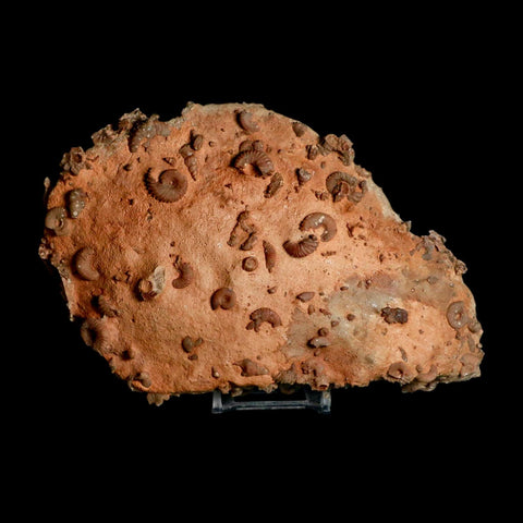 6.2" Ammonite Fossil Mortality Plate Morocco 360 Million Year Old COA Stand - Fossil Age Minerals