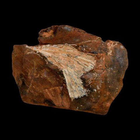 2.4" Detailed Ginkgo Cranei Fossil Plant Leaf Morton County, ND Paleocene Age COA - Fossil Age Minerals