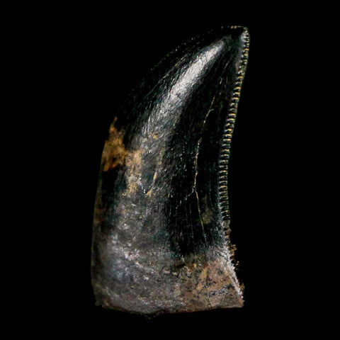 0.5" Dromaeosaurus Raptor Serrated Tooth Fossil Judith River FM MT COA & Display