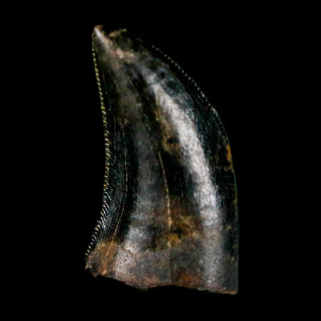 0.5" Dromaeosaurus Raptor Serrated Tooth Fossil Judith River FM MT COA & Display