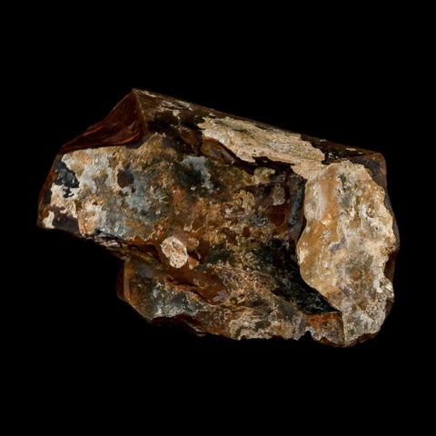 2.4" Detailed Ginkgo Cranei Fossil Plant Leaf Morton County, ND Paleocene Age COA - Fossil Age Minerals