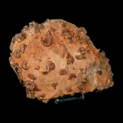 6.2" Ammonite Fossil Mortality Plate Morocco 360 Million Year Old COA Stand - Fossil Age Minerals