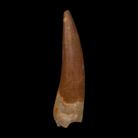 1.8" Plesiosaur Zarafasaura Tooth Fossil Cretaceous Dinosaur Era COA, Stand