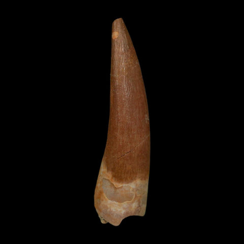 1.8" Plesiosaur Zarafasaura Tooth Fossil Cretaceous Dinosaur Era COA, Stand - Fossil Age Minerals