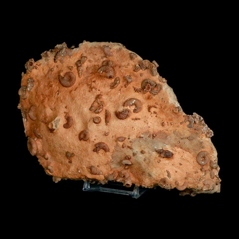 6.2" Ammonite Fossil Mortality Plate Morocco 360 Million Year Old COA Stand - Fossil Age Minerals