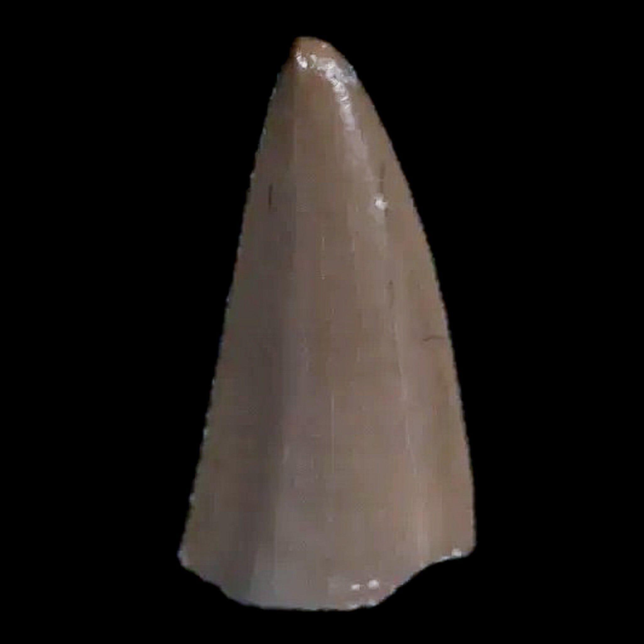 0.4" Postosuchus Rauisuchid Archosaur Fossil Tooth Chinle Formation AZ COA Display - Fossil Age Minerals