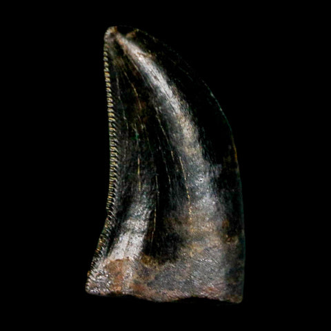 0.5" Dromaeosaurus Raptor Serrated Tooth Fossil Judith River FM MT COA & Display