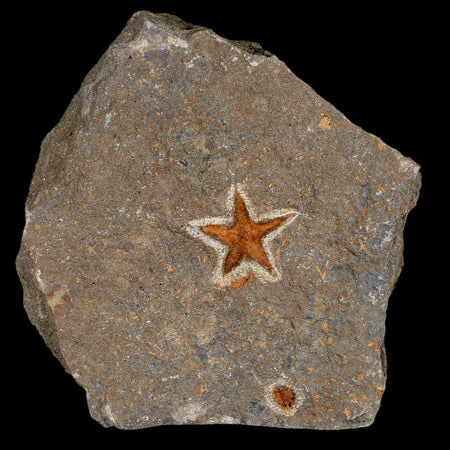 26MM Brittlestar Petraster Starfish Fossil Ordovician Age Blekus Morocco COA