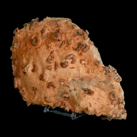 6.2" Ammonite Fossil Mortality Plate Morocco 360 Million Year Old COA Stand - Fossil Age Minerals