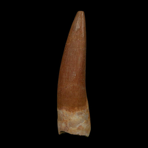1.8" Plesiosaur Zarafasaura Tooth Fossil Cretaceous Dinosaur Era COA, Stand - Fossil Age Minerals