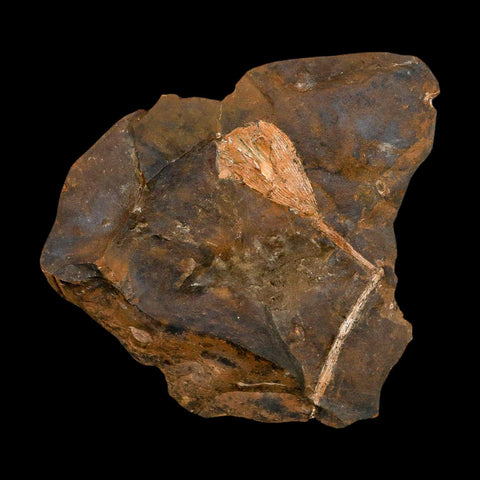 3.2" Detailed Ginkgo Cranei Fossil Plant Leaf Morton County, ND Paleocene Age COA - Fossil Age Minerals