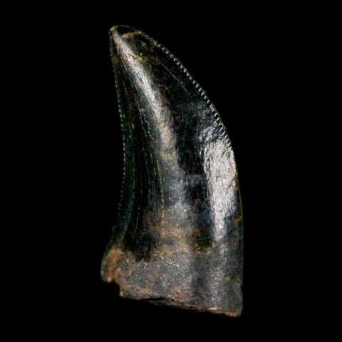 0.5" Dromaeosaurus Raptor Serrated Tooth Fossil Judith River FM MT COA & Display