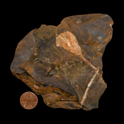 3.2" Detailed Ginkgo Cranei Fossil Plant Leaf Morton County, ND Paleocene Age COA - Fossil Age Minerals