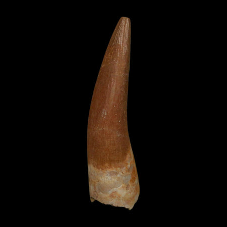 1.8" Plesiosaur Zarafasaura Tooth Fossil Cretaceous Dinosaur Era COA, Stand