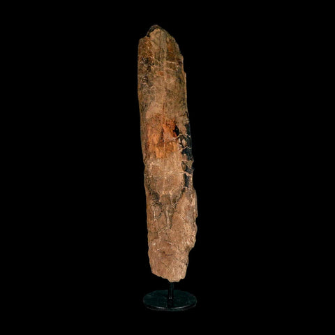 9.3" Triceratops Fossil Rib Bone Hell Creek FM Cretaceous Dinosaur MT COA Metal Stand - Fossil Age Minerals