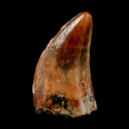 0.3" Dromaeosaurus Raptor Serrated Tooth Fossil Judith River FM MT COA & Display