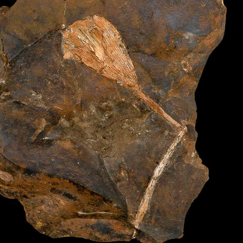 3.2" Detailed Ginkgo Cranei Fossil Plant Leaf Morton County, ND Paleocene Age COA - Fossil Age Minerals