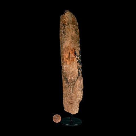 9.3" Triceratops Fossil Rib Bone Hell Creek FM Cretaceous Dinosaur MT COA Metal Stand - Fossil Age Minerals