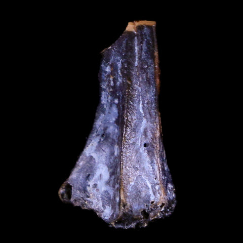 0.4" Raptor Fossil Limb Bone Section Cretaceous Dinosaur Lance Creek FM WY COA - Fossil Age Minerals