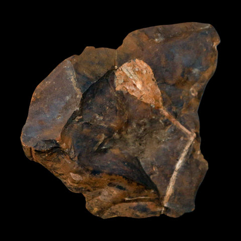 3.2" Detailed Ginkgo Cranei Fossil Plant Leaf Morton County, ND Paleocene Age COA - Fossil Age Minerals