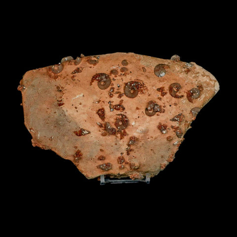 7" Ammonite Fossil Mortality Plate Morocco 360 Million Year Old COA Stand - Fossil Age Minerals