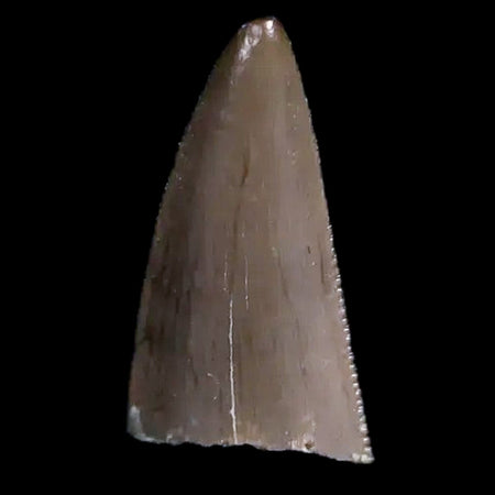 0.4" Postosuchus Rauisuchid Archosaur Fossil Tooth Chinle Formation AZ COA Display