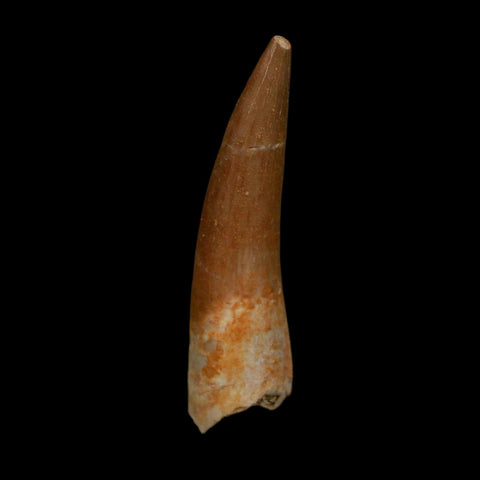 1.8" Plesiosaur Zarafasaura Tooth Fossil Cretaceous Dinosaur Era COA, Stand - Fossil Age Minerals