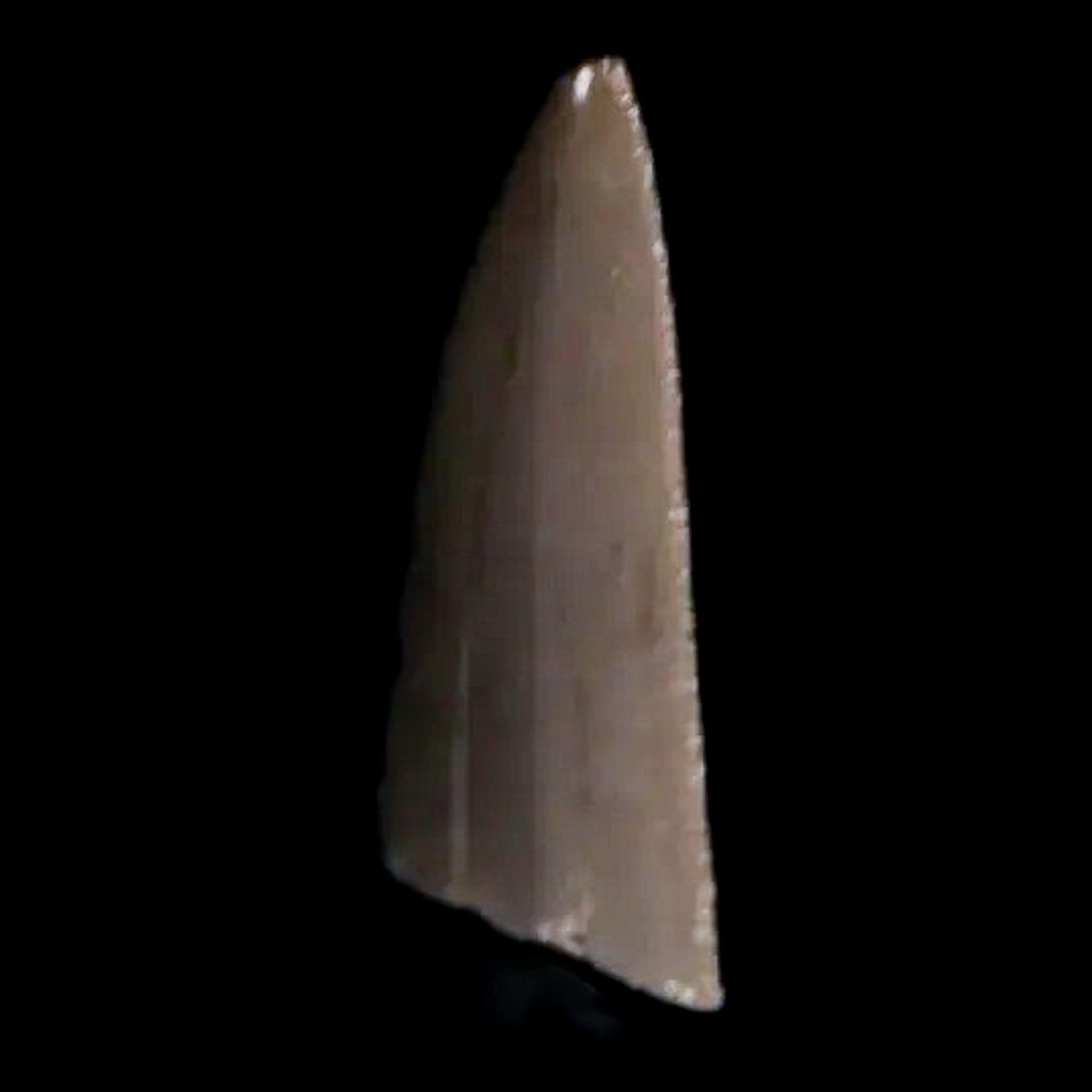 0.4" Postosuchus Rauisuchid Archosaur Fossil Tooth Chinle Formation AZ COA Display - Fossil Age Minerals