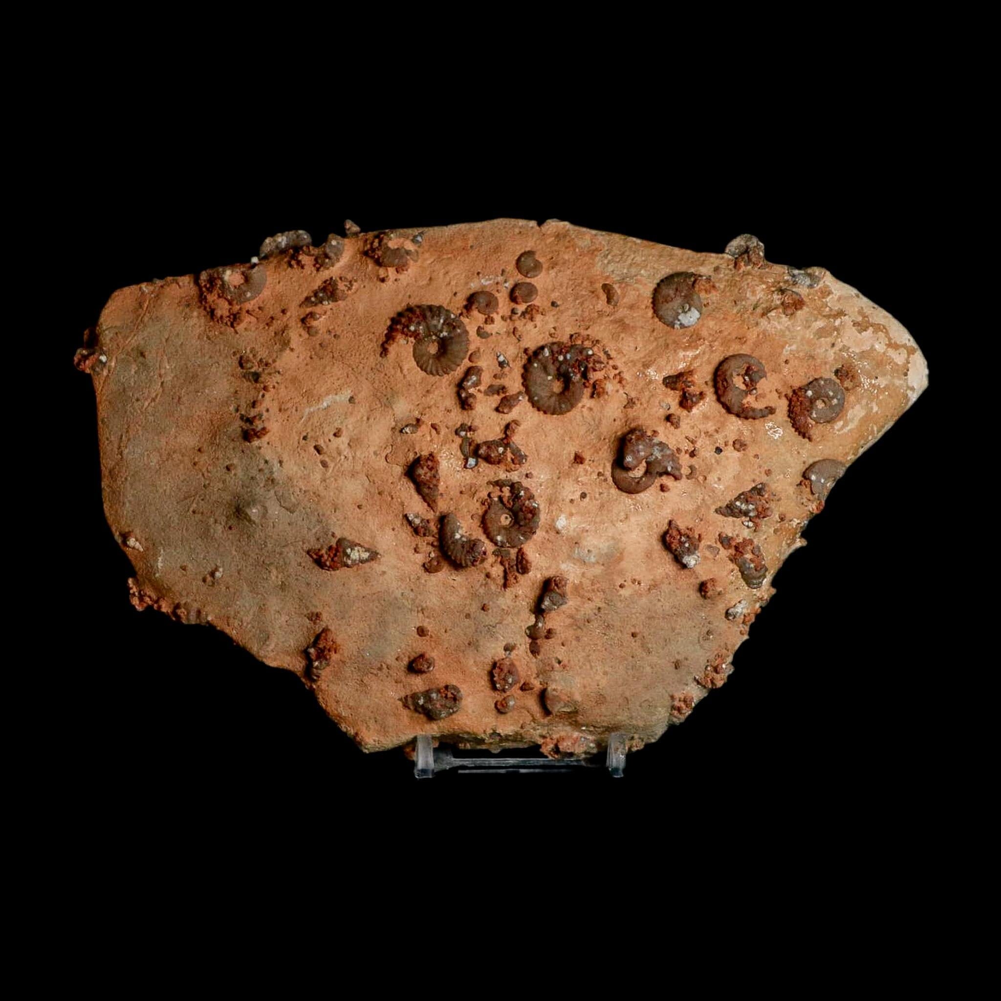 7" Ammonite Fossil Mortality Plate Morocco 360 Million Year Old COA Stand - Fossil Age Minerals