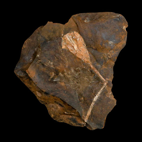 3.2" Detailed Ginkgo Cranei Fossil Plant Leaf Morton County, ND Paleocene Age COA - Fossil Age Minerals