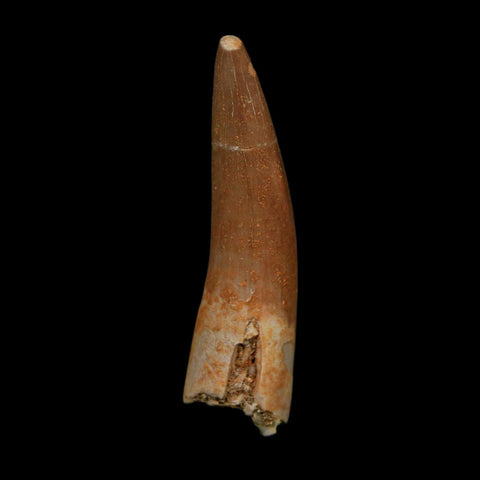 1.8" Plesiosaur Zarafasaura Tooth Fossil Cretaceous Dinosaur Era COA, Stand - Fossil Age Minerals