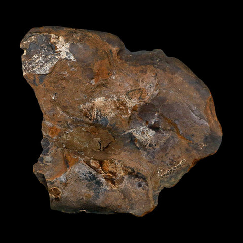 3.2" Detailed Ginkgo Cranei Fossil Plant Leaf Morton County, ND Paleocene Age COA - Fossil Age Minerals