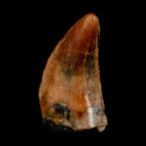 0.3" Dromaeosaurus Raptor Serrated Tooth Fossil Judith River FM MT COA & Display