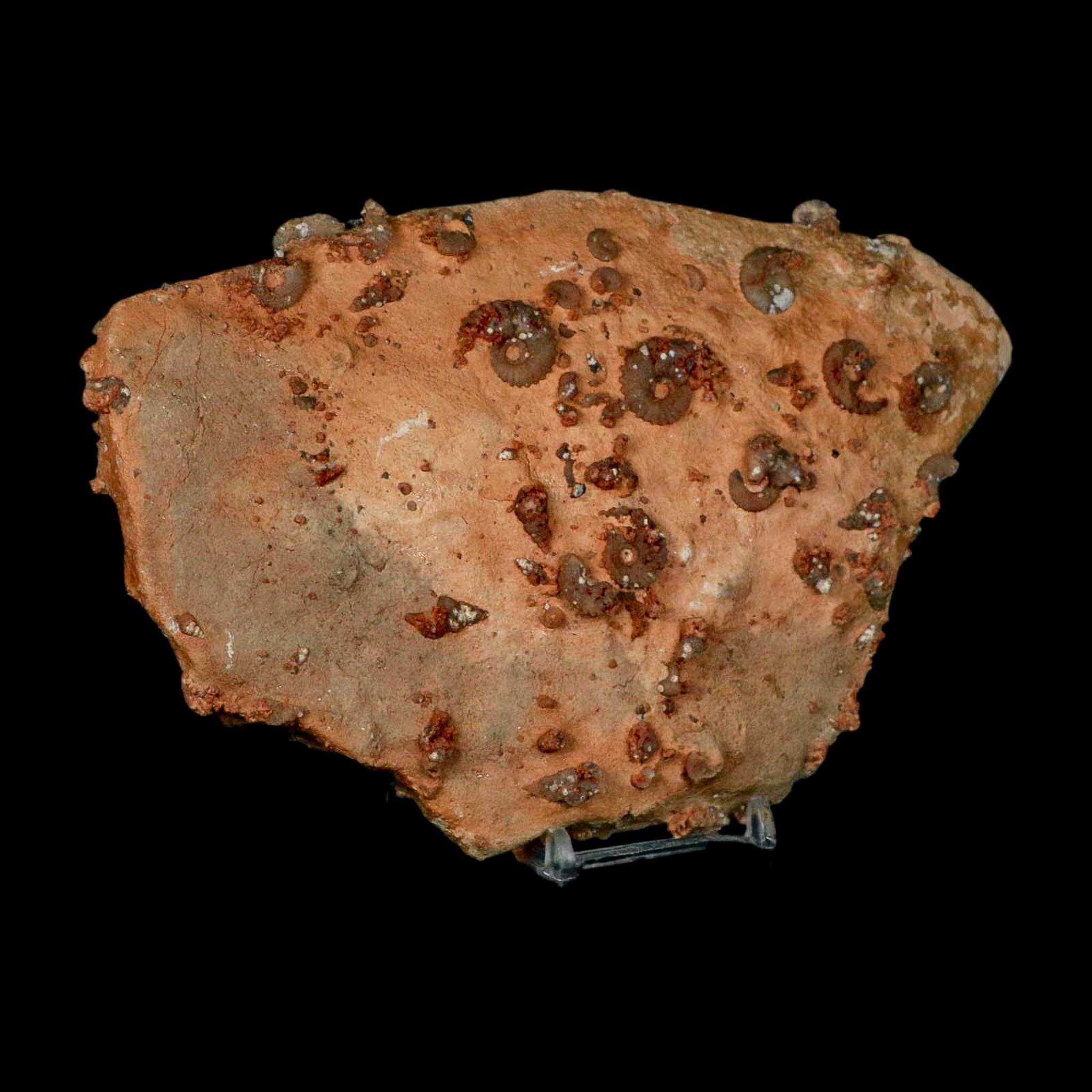 7" Ammonite Fossil Mortality Plate Morocco 360 Million Year Old COA Stand - Fossil Age Minerals