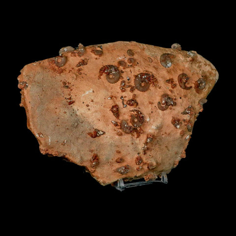 7" Ammonite Fossil Mortality Plate Morocco 360 Million Year Old COA Stand - Fossil Age Minerals