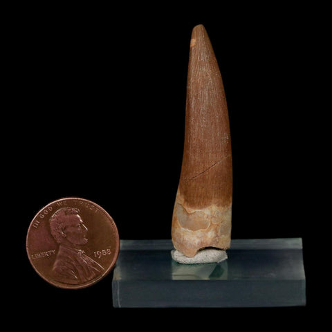 1.8" Plesiosaur Zarafasaura Tooth Fossil Cretaceous Dinosaur Era COA, Stand - Fossil Age Minerals