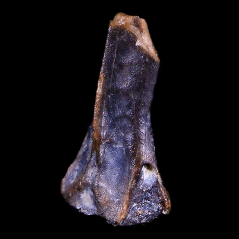 0.4" Raptor Fossil Limb Bone Section Cretaceous Dinosaur Lance Creek FM WY COA - Fossil Age Minerals