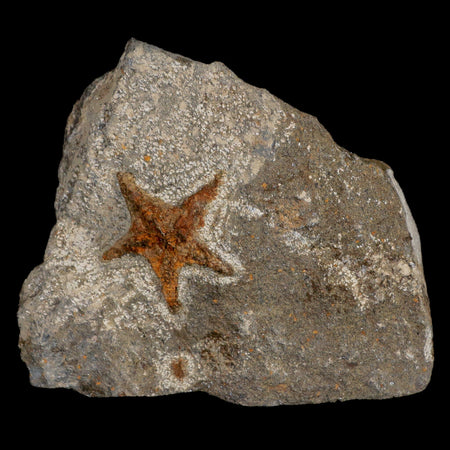 33MM Brittlestar Petraster Starfish Fossil Ordovician Age Blekus Morocco COA