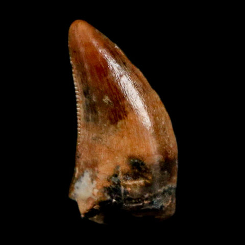 0.3" Dromaeosaurus Raptor Serrated Tooth Fossil Judith River FM MT COA & Display
