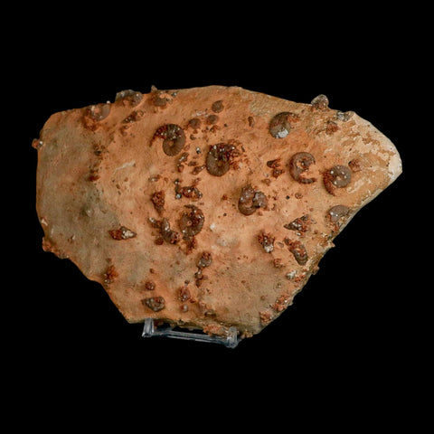 7" Ammonite Fossil Mortality Plate Morocco 360 Million Year Old COA Stand - Fossil Age Minerals