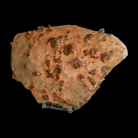 7" Ammonite Fossil Mortality Plate Morocco 360 Million Year Old COA Stand - Fossil Age Minerals